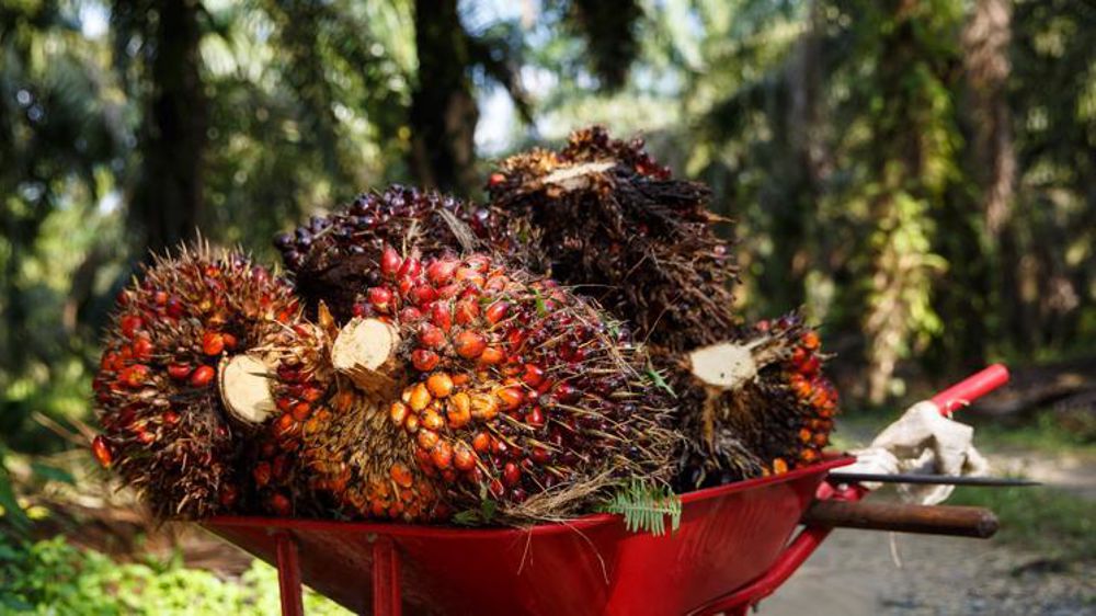 © Jonathan Perugia/RSPO